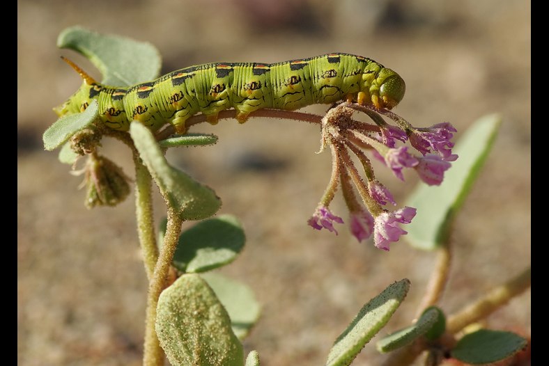 Hungry Larva